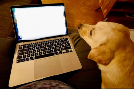 Ein Laptop liegt auf den Knien, ein heller Labrador hat seinen Kopf daneben abgelegt und scheint interessiert auf den Bildschirm zu schauen